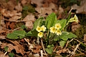 Oxlip plant - C